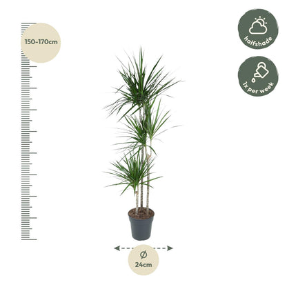 Drachenbaum Marginata 160 cm – Stilvolle & Pflegeleichte Zimmerpflanze