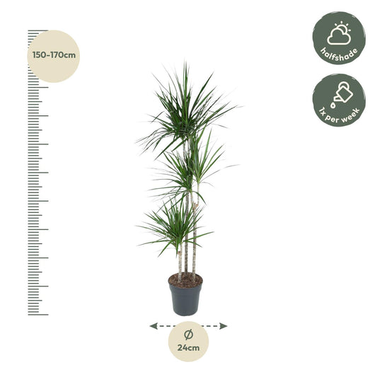 Drachenbaum Marginata 160 cm – Stilvolle & Pflegeleichte Zimmerpflanze