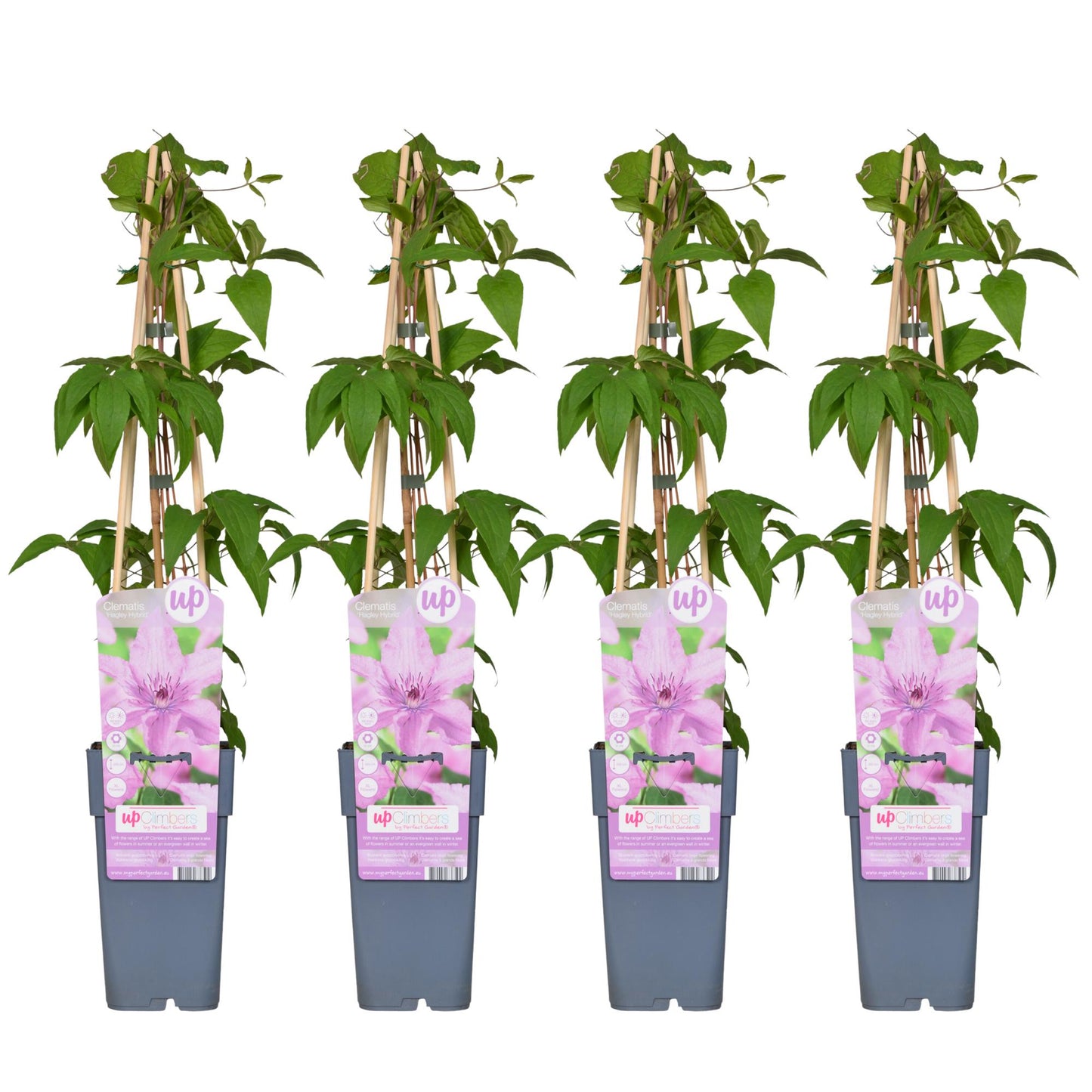 4x - Clematis Hagley Hybrid - ↨65cm - Ø15