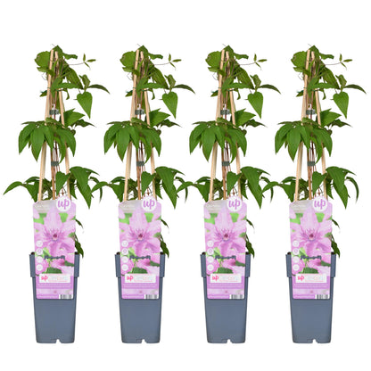 4x - Clematis Hagley Hybrid - ↨65cm - Ø15
