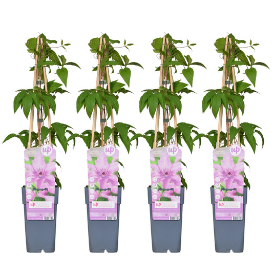 4x - Clematis Hagley Hybrid - ↨65cm - Ø15