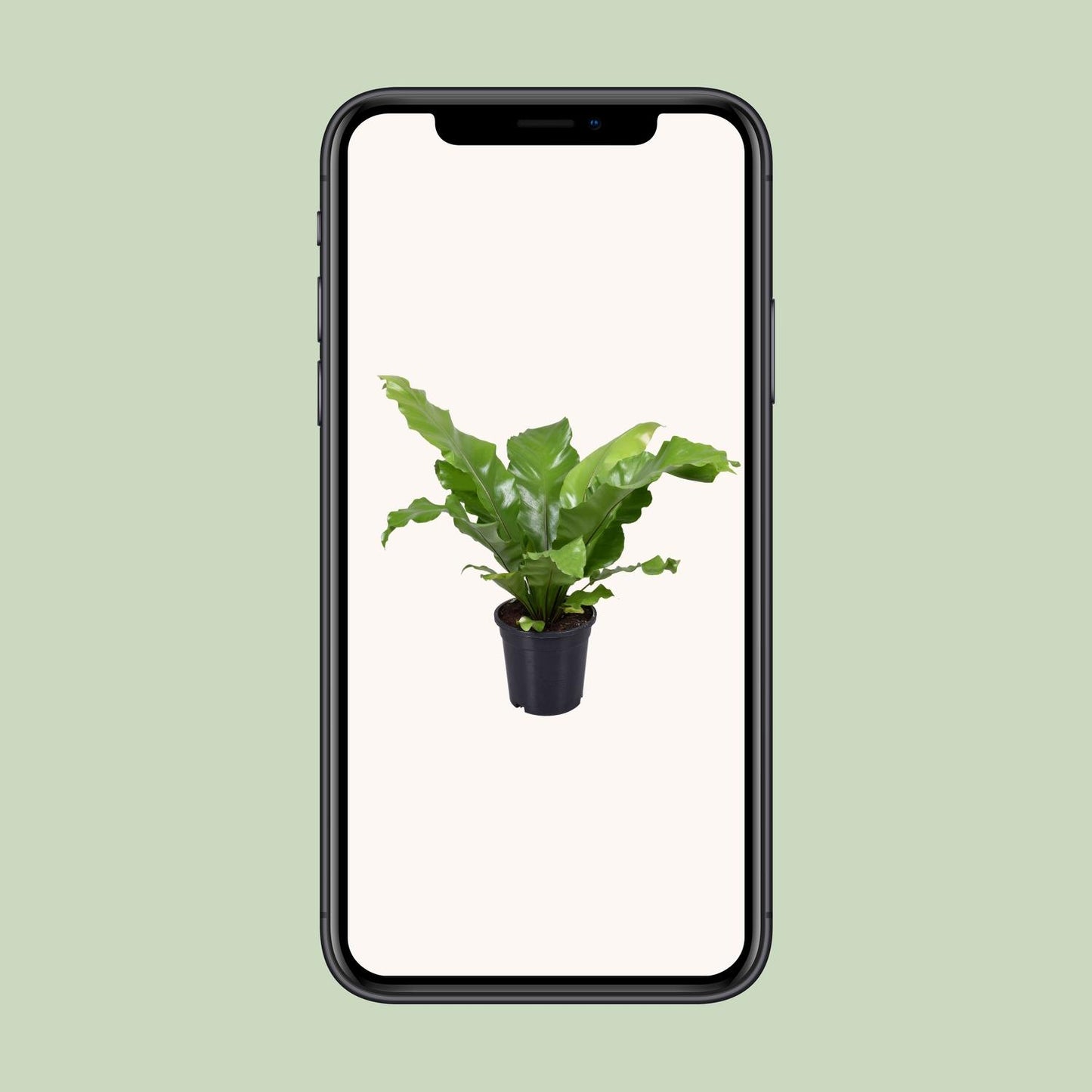 Asplenium Nidus - Ø17cm - ↕45cm
