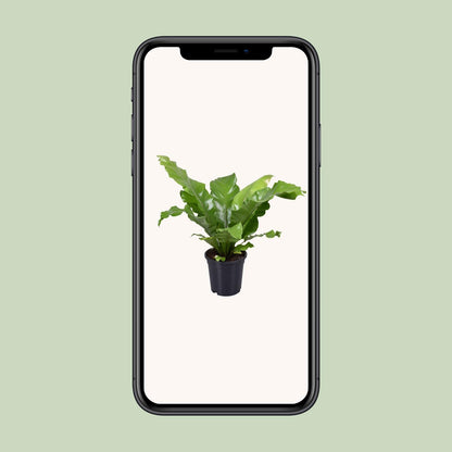Asplenium Nidus - Ø17cm - ↕45cm