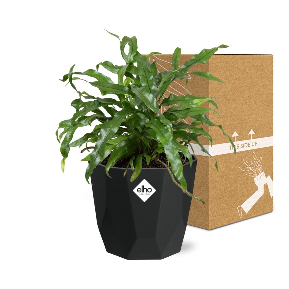 Microsorum Diversifolium in 14cm b.for rock living black