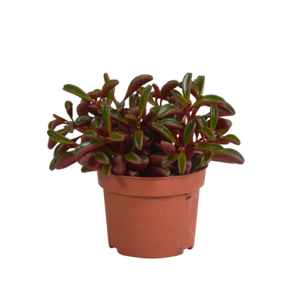 Erbsenstrauch Rote Blätter – Peperomia graveolens