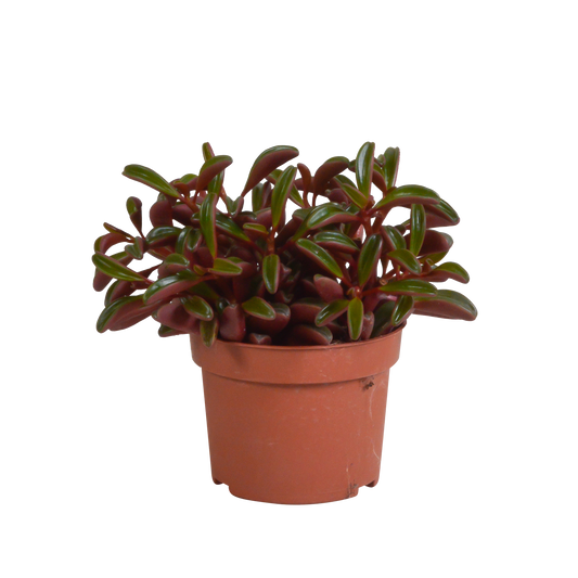 Erbsenstrauch Rote Blätter – Peperomia graveolens