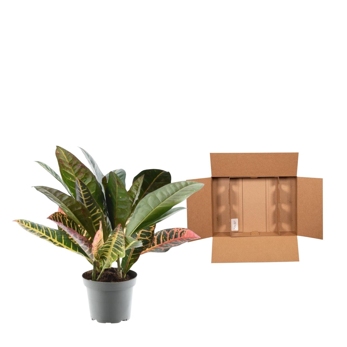 Kroton 'Petra' – 30 cm farbenfrohe Zimmerpflanze