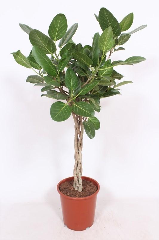 Ficus Benghalensis - Ø27 ↕120