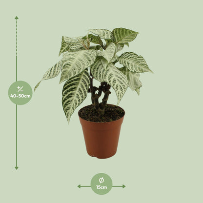Aphelandra White Wash - Ø15cm - ↕50cm