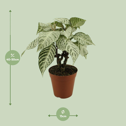 Aphelandra White Wash - Ø15cm - ↕50cm