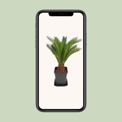 Cycas Revoluta - Ø21cm - ↕70cm