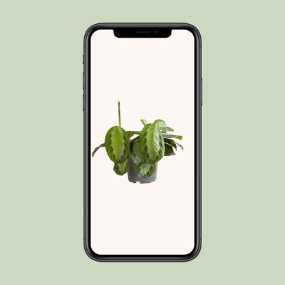 Maranta Silver Band - Ø12cm - ↕30cm