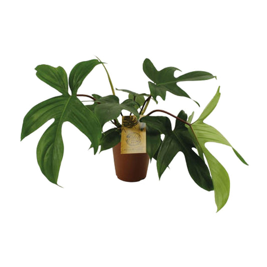 Philodendron Florida Green - Ø15cm - ↕50cm