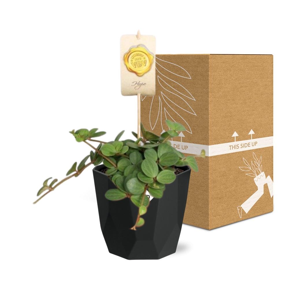 Peperomia ‘Hope’ in 14cm b.for rock living black