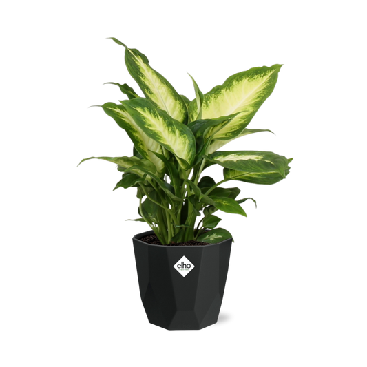 Dieffenbachia ‘Camilla’ in 14cm b.for rock living black
