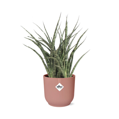 Sansevieria Fernwood Punk in ELHO Vibes Fold 14cm roze
