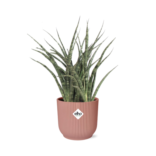 Sansevieria Fernwood Punk in ELHO Vibes Fold 14cm roze