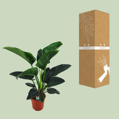 Philodendron Congo Millions - Ø27cm - ↕100cm