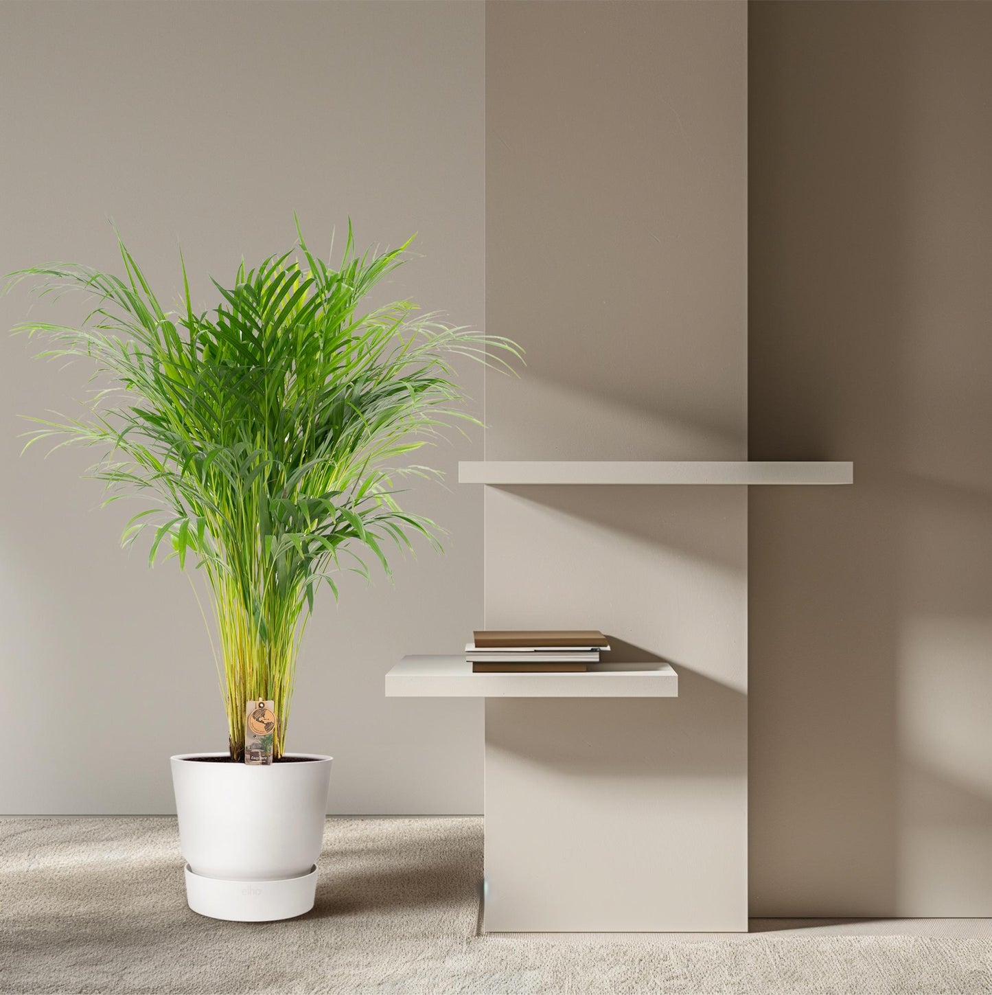 Goldfruchtpalme 110 cm – Tropisch & Pflegeleicht