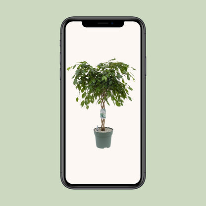 Ficus Adora / Exotica - Ø27cm - ↕120cm