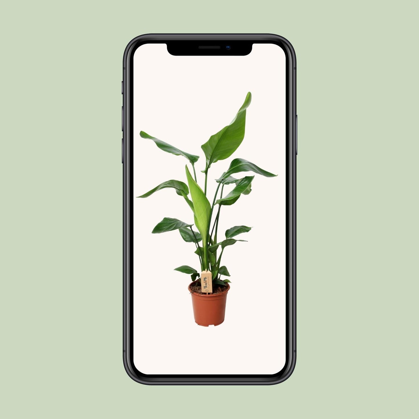 PROMO - Strelitzia Nicolai - Ø19cm - ↕90cm