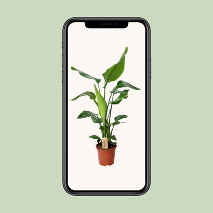 PROMO - Strelitzia Nicolai - Ø19cm - ↕90cm