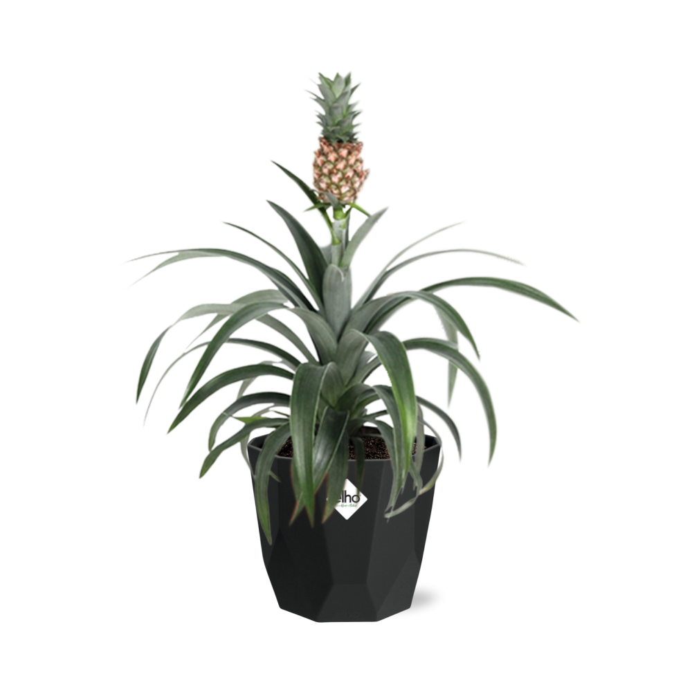 Ananas Mi Amigo in 14cm b.for rock living black
