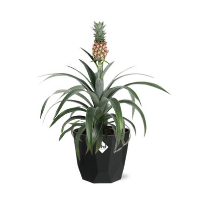 Ananas Mi Amigo in 14cm b.for rock living black