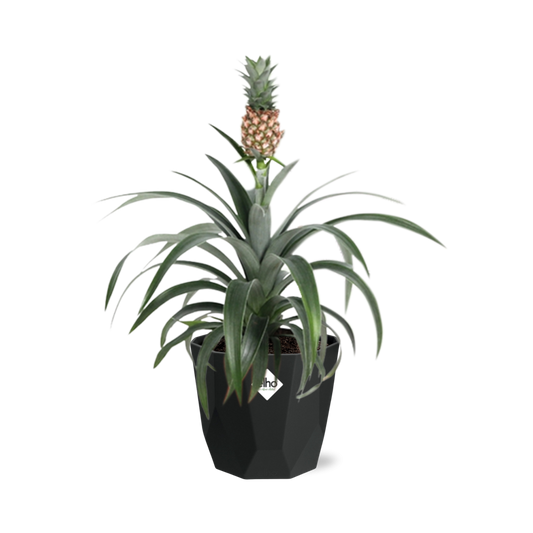 Ananas Mi Amigo in 14cm b.for rock living black