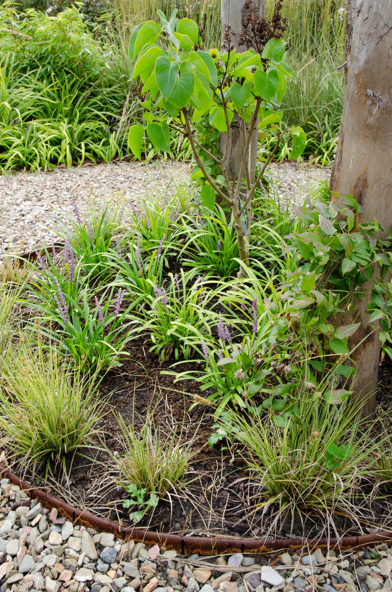 3x - Carex brunnea 'Variegata' - ↨30cm - Ø14
