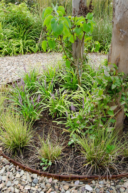 3x - Carex brunnea 'Variegata' - ↨30cm - Ø14