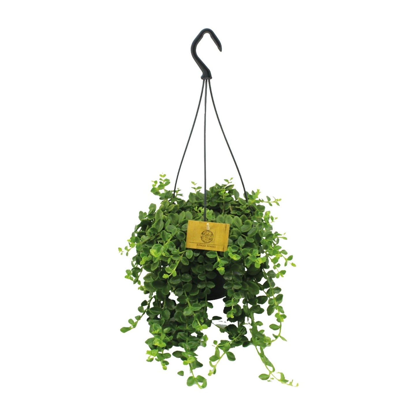 Kalanchoe Mangini - Ø15cm - ↕40cm