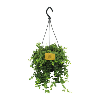 Kalanchoe Mangini - Ø15cm - ↕40cm
