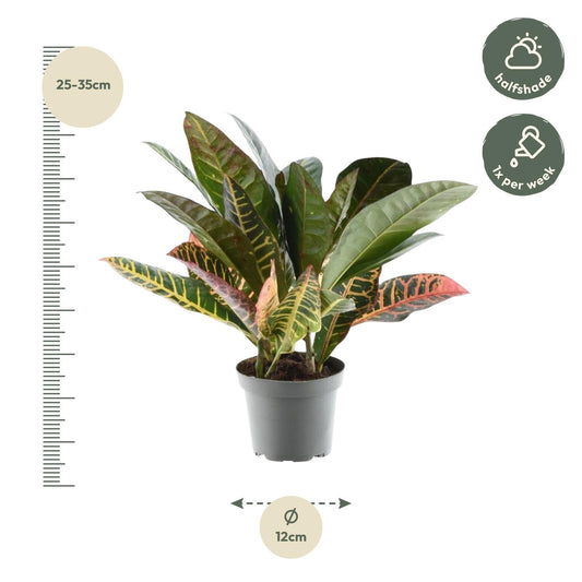 Kroton 'Petra' – 30 cm farbenfrohe Zimmerpflanze