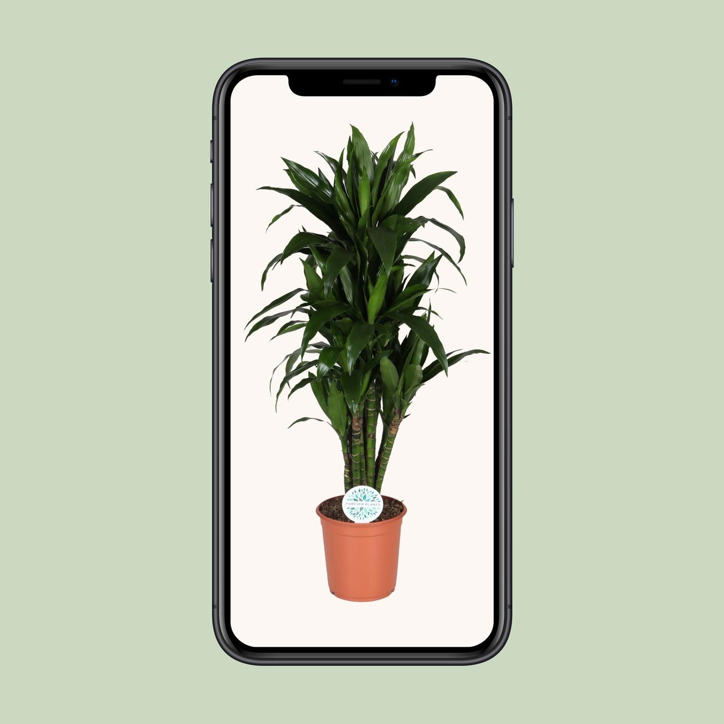 Dracaena Deremensis Janet Lind - Ø27cm - ↕125cm