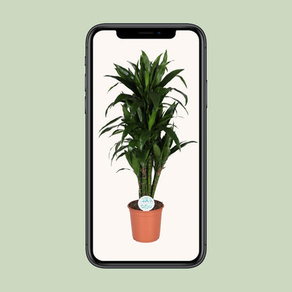 Dracaena Deremensis Janet Lind - Ø27cm - ↕125cm