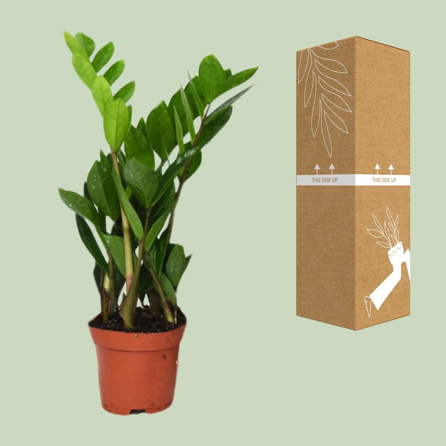 Zamioculcas Zamiifolia  - Ø12cm - ↕40cm
