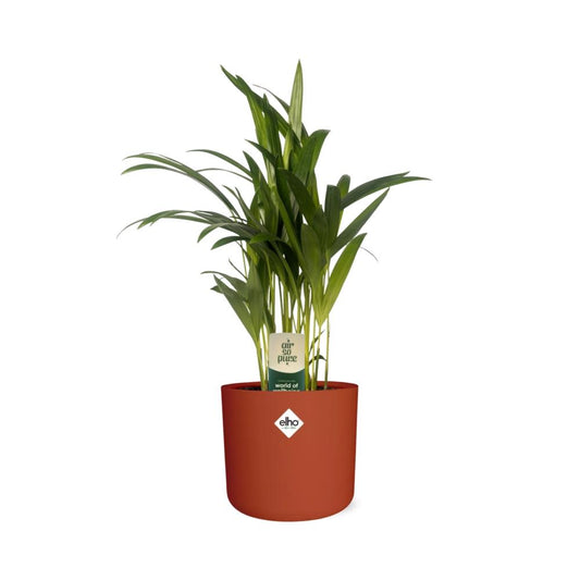 Dypsis Lutescens (Areca) 12cm (zonder Hoes) in ELHO b.for soft rond 14cm brique