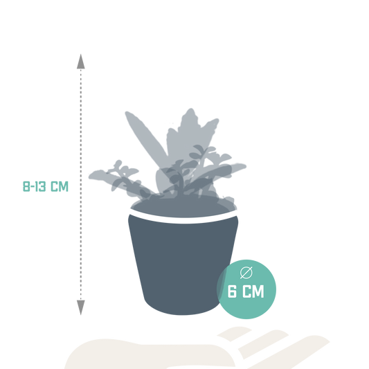 Vetplanten-Mischung 5,5 cm - 5x - in Mexicaanse pot