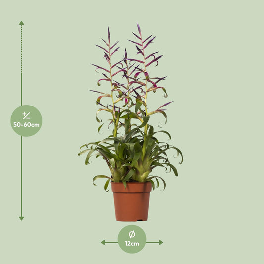 Tillandsia Mora - Ø12cm - ↕55cm