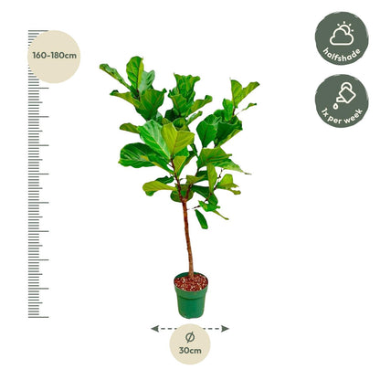 Ficus Lyrata-Stamm - 170 cm - ⌀30