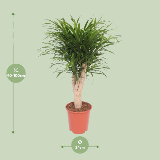 Dracaena Reflexa Anita - Ø24cm - ↕100cm