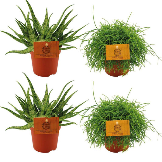 2x Aloe Spider + 2x  Rhipsalis Cassutha - 4 stuks - Ø10.5cm - ↕10cm