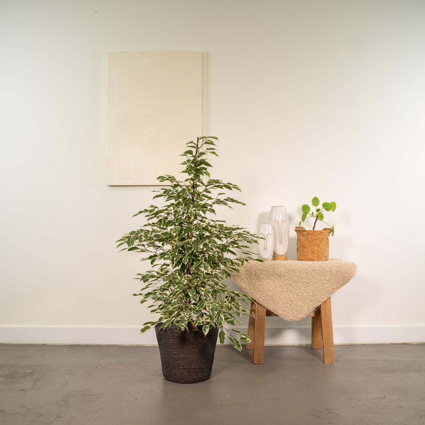 Ficus benjamina Twilight - Ø21cm - ↕95cm + Korb Igmar
