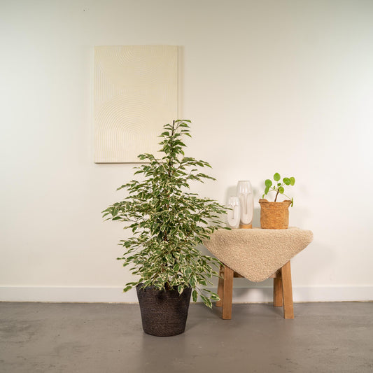 Ficus benjamina Twilight - Ø21cm - ↕95cm + Korb Igmar