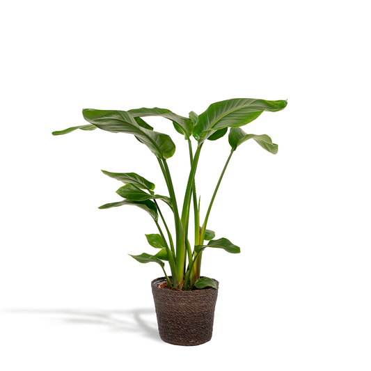 Strelitzia Nicolai - Ø19cm - ↕90cm + Korb Igmar
