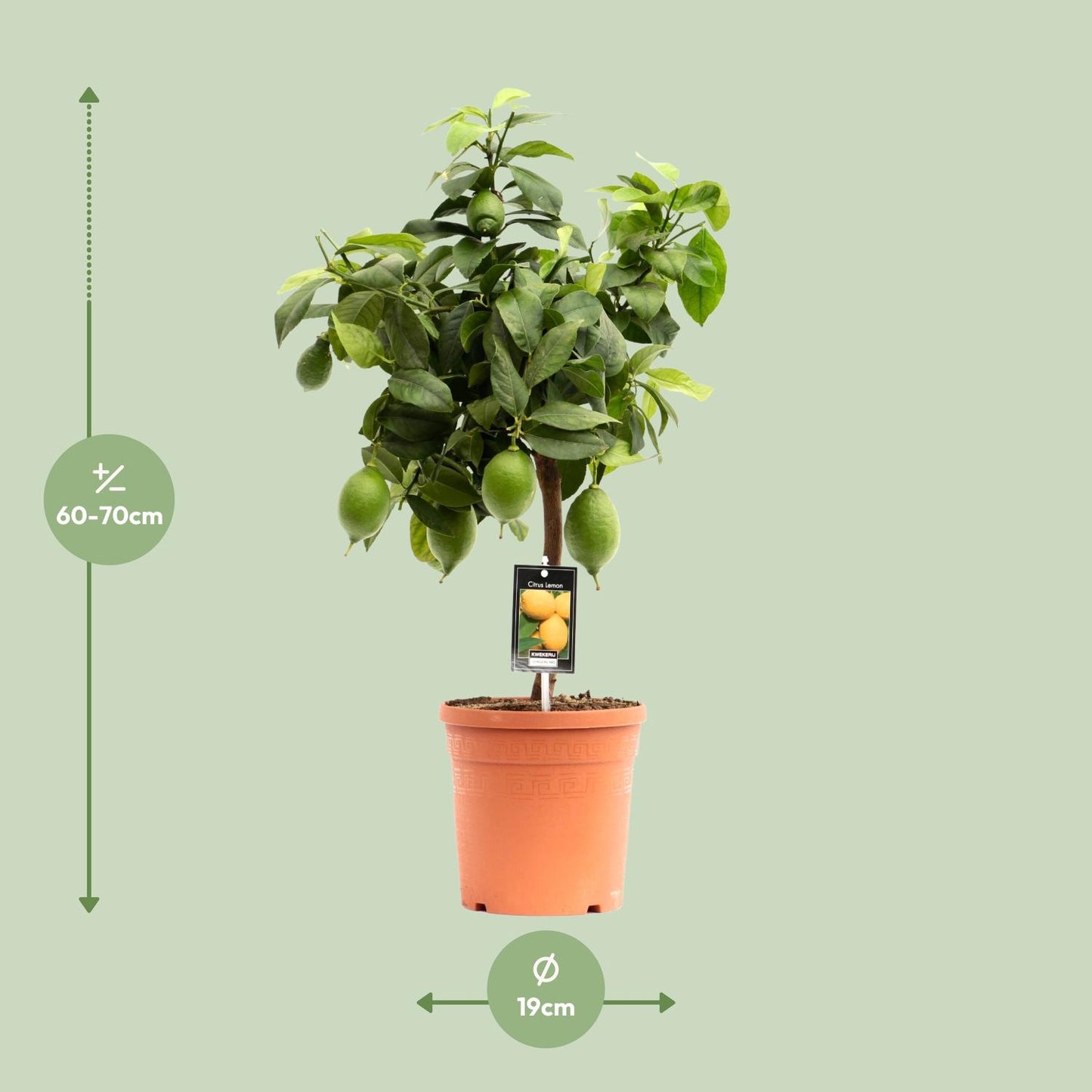 Citrus Lemon - Ø19cm - ↕70cm