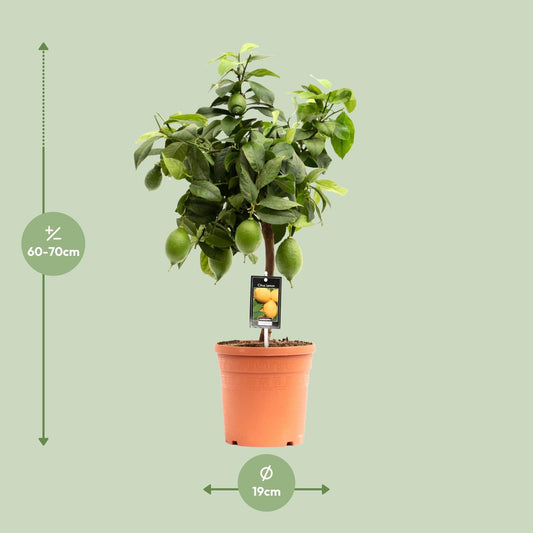 Citrus Lemon - Ø19cm - ↕70cm