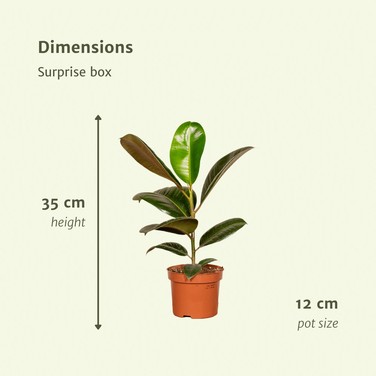 Überraschungsbox - Ø12cm - ↕25cm - x10