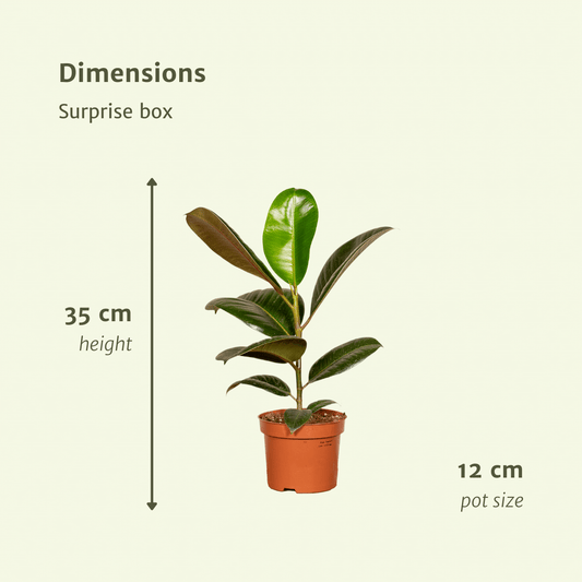 Überraschungsbox - Ø12cm - ↕25cm - x10